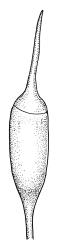 Dicranella vaginata, capsule with operculum, moist. Drawn from A.J. Fife 6024b, CHR 405664.
 Image: R.C. Wagstaff © Landcare Research 2018 
